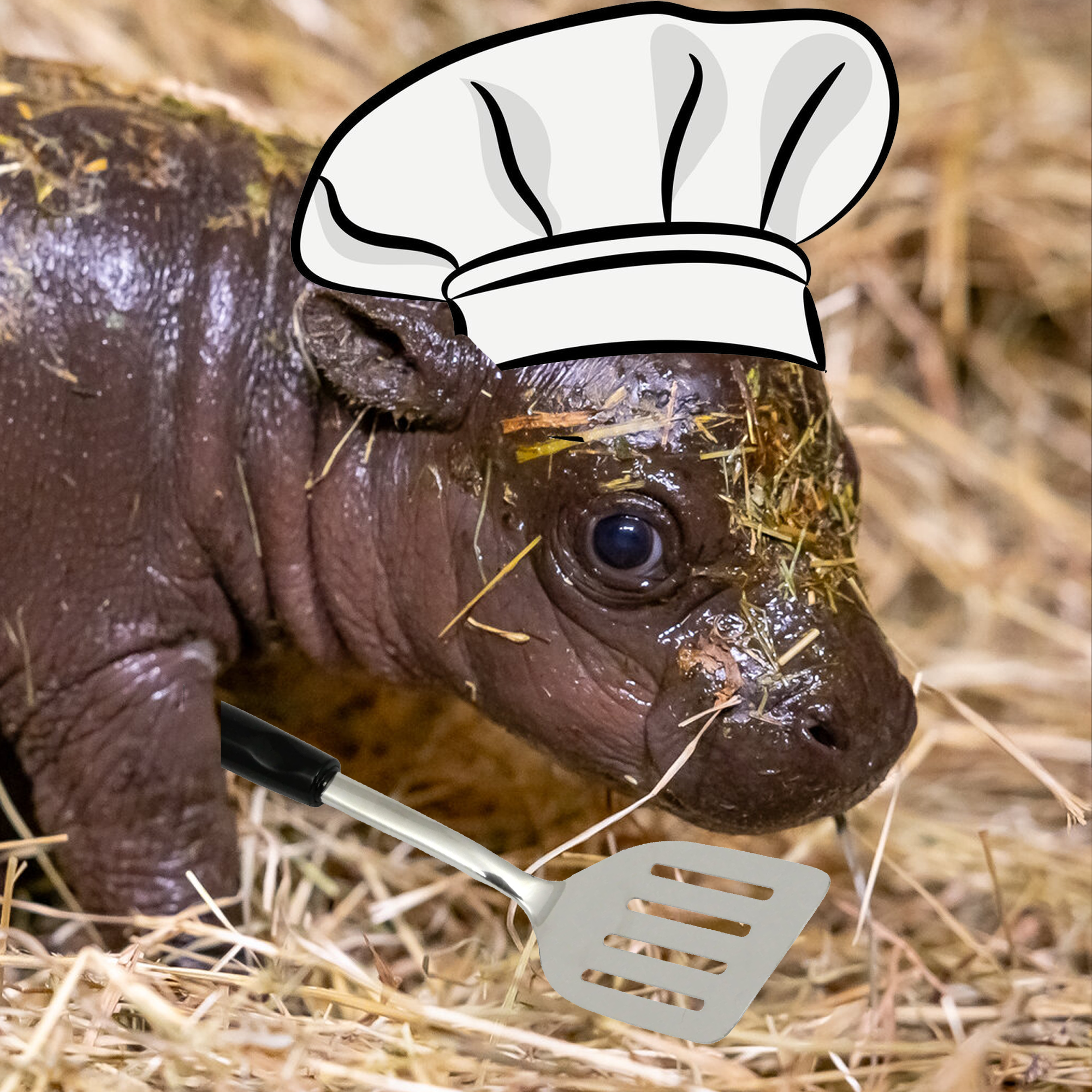 Chef Toly